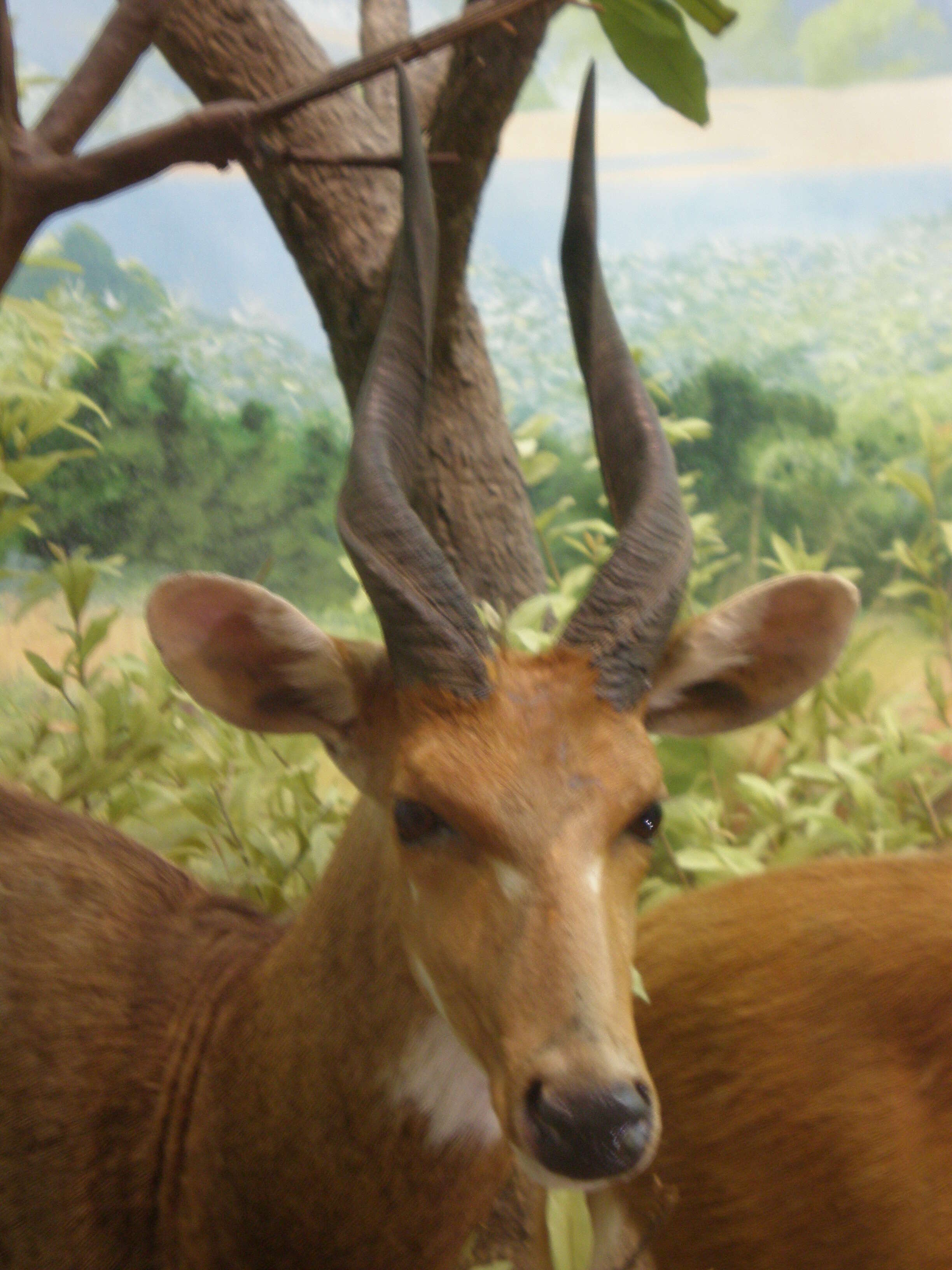 Image of Bushbuck