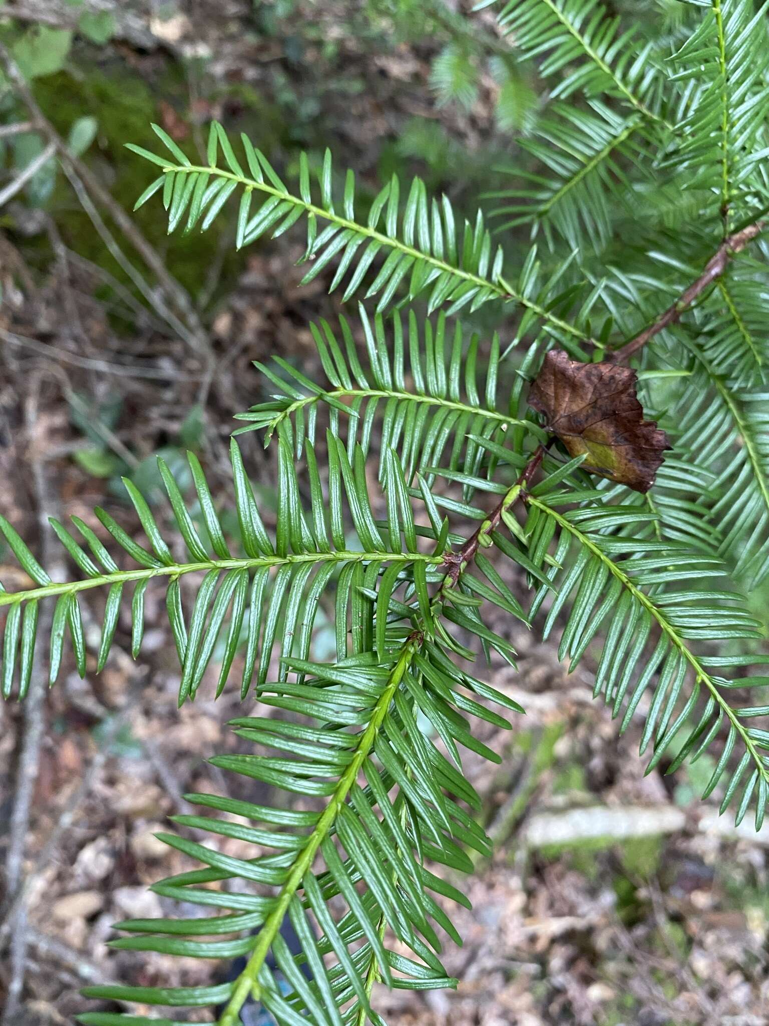 Image of Florida Yew