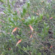 صورة Eremophila glabra (R. Br.) Ostenf.