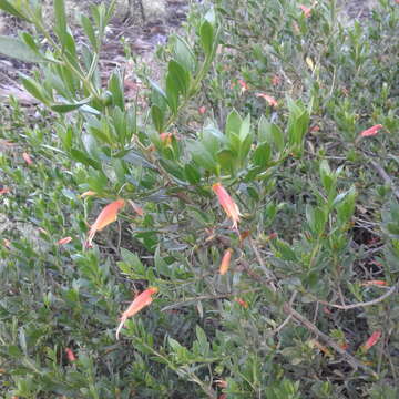 Image of Black Fuschia