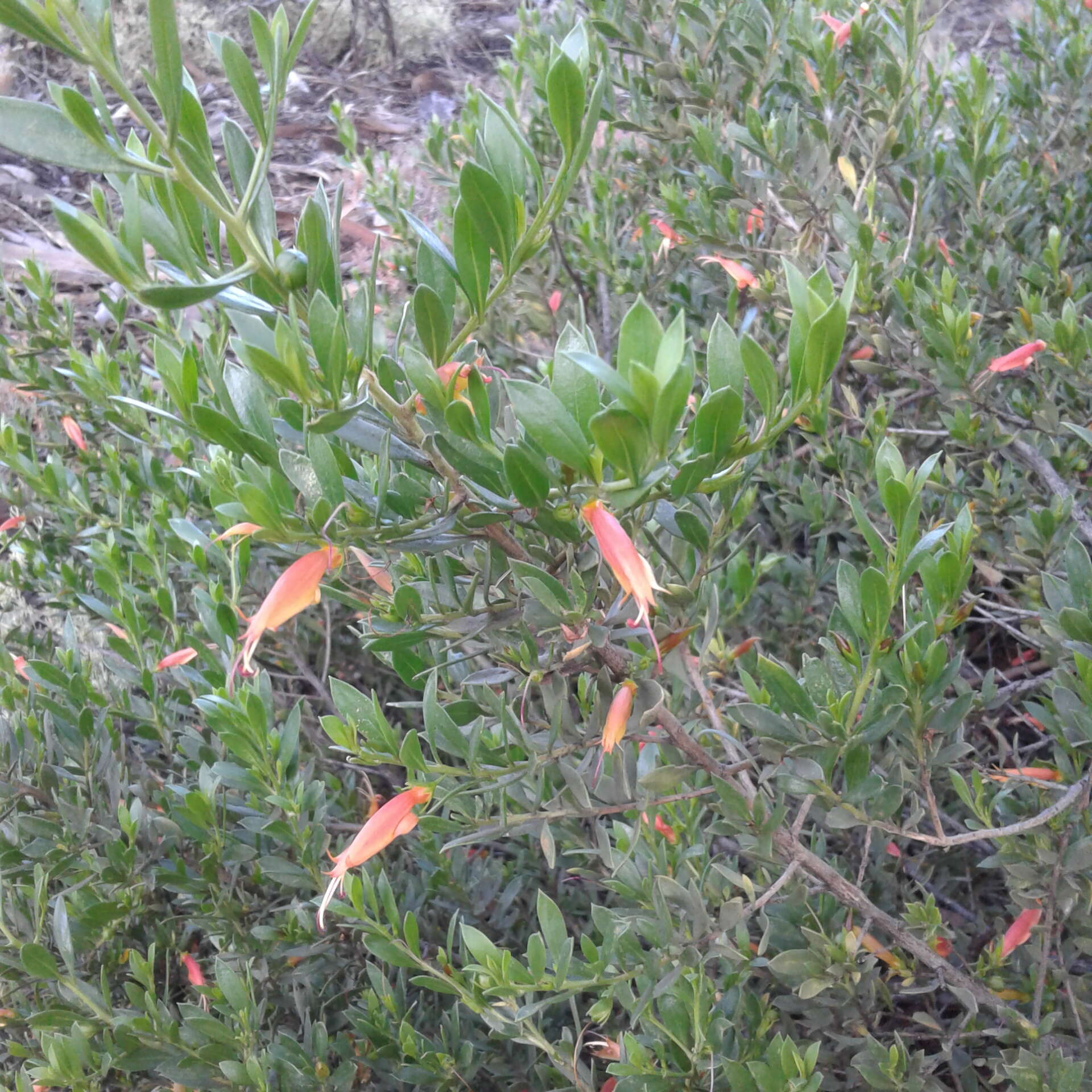 صورة Eremophila glabra (R. Br.) Ostenf.