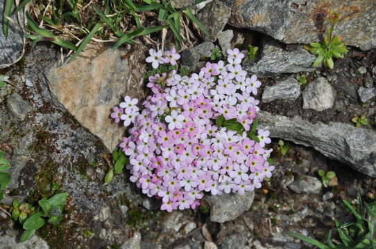 Image of Androsace alpina (L.) Lam.