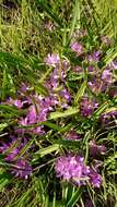 Image of Lachenalia paucifolia (W. F. Barker) J. C. Manning & Goldblatt