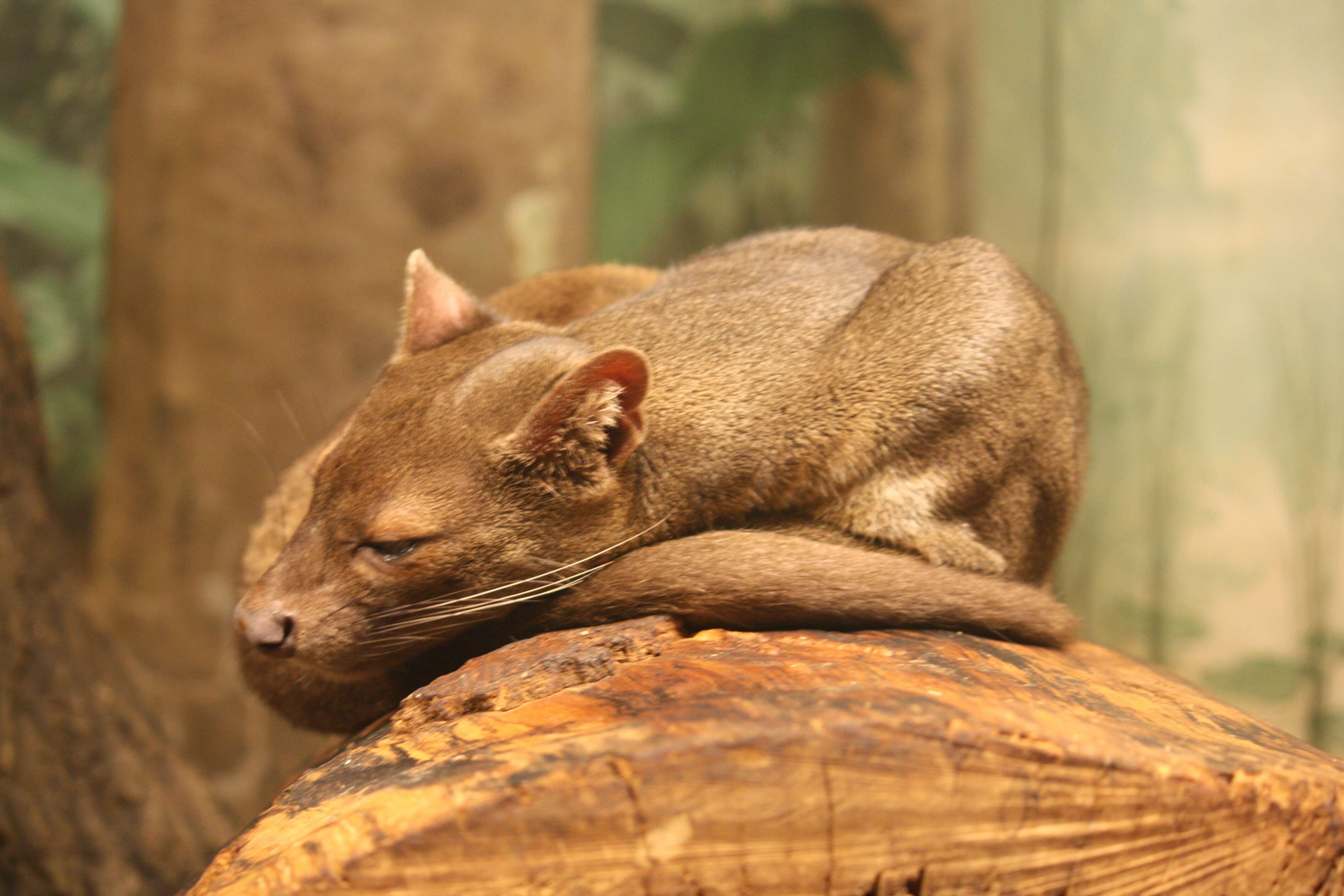 Image of fossa