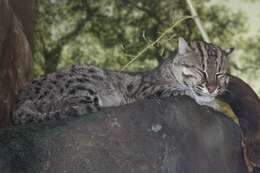 Image of Fishing Cat