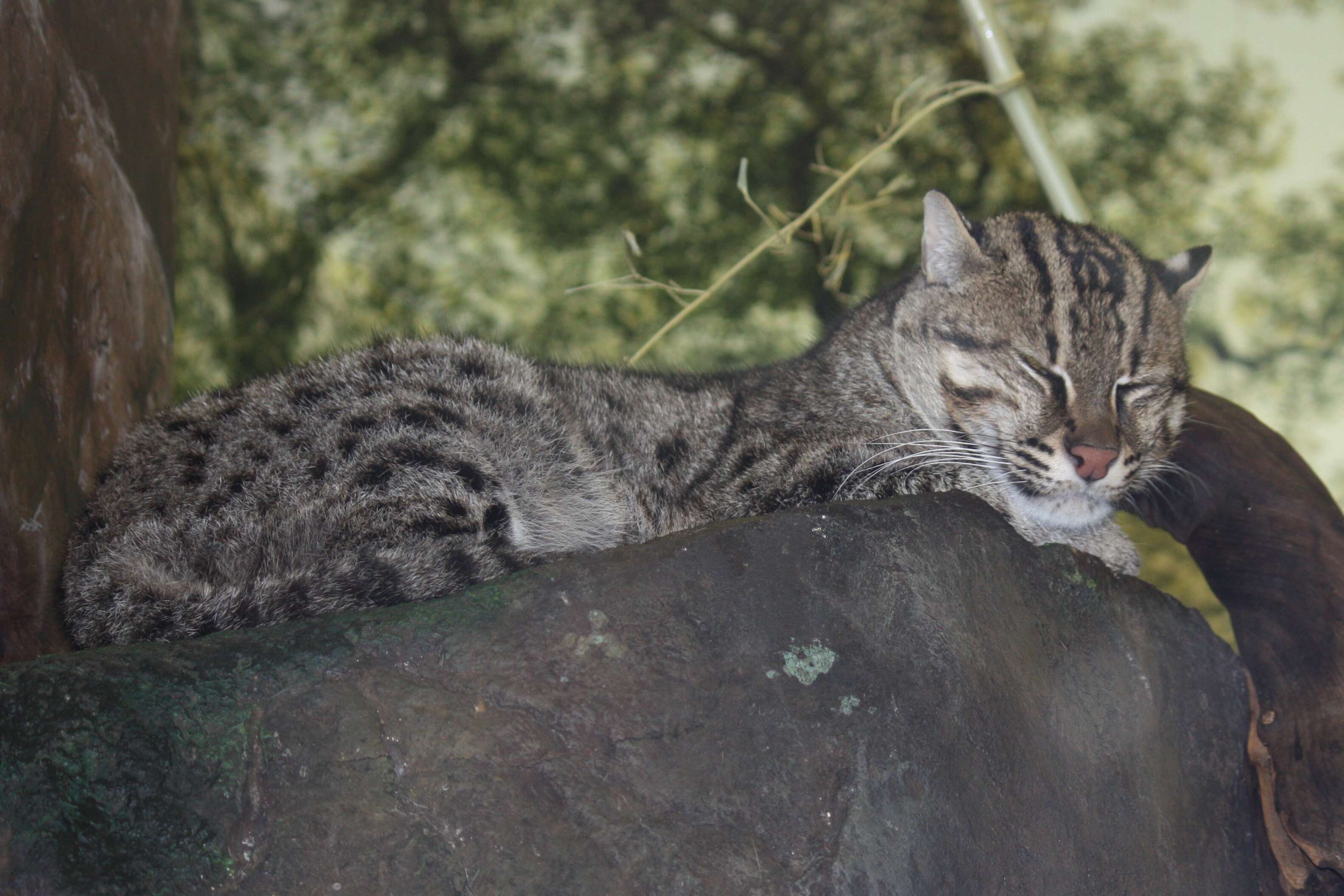 Image of Fishing Cat