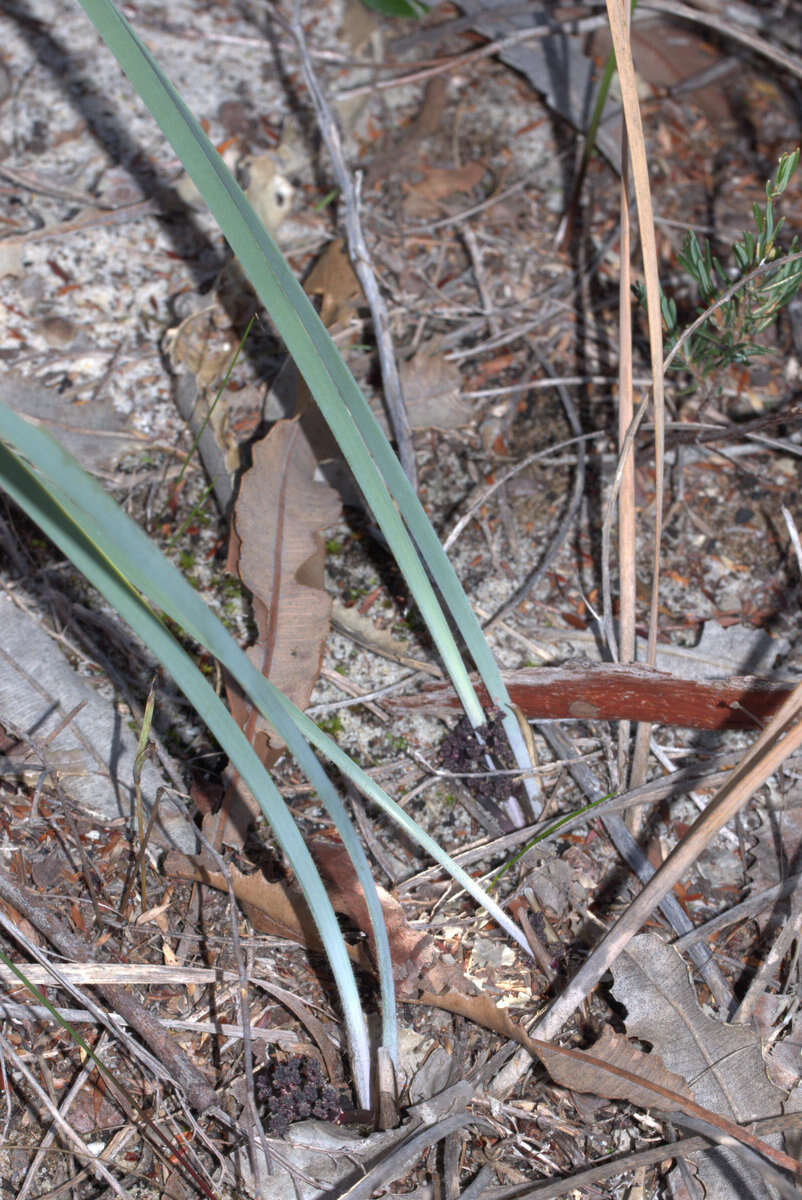 Image of Lomandra sericea (Endl.) Ewart