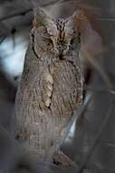 Image of Pallid Scops Owl