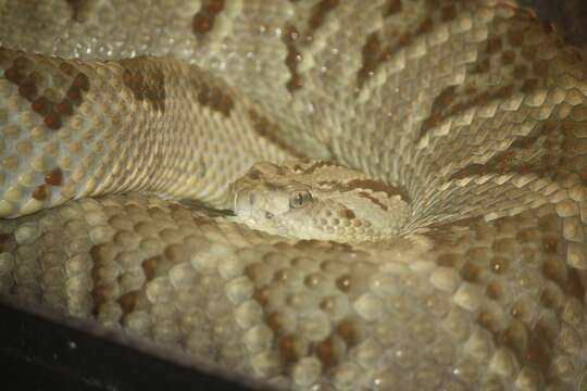 Image of Central American Rattlesnake