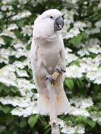 Image of Moluccan Cockatoo