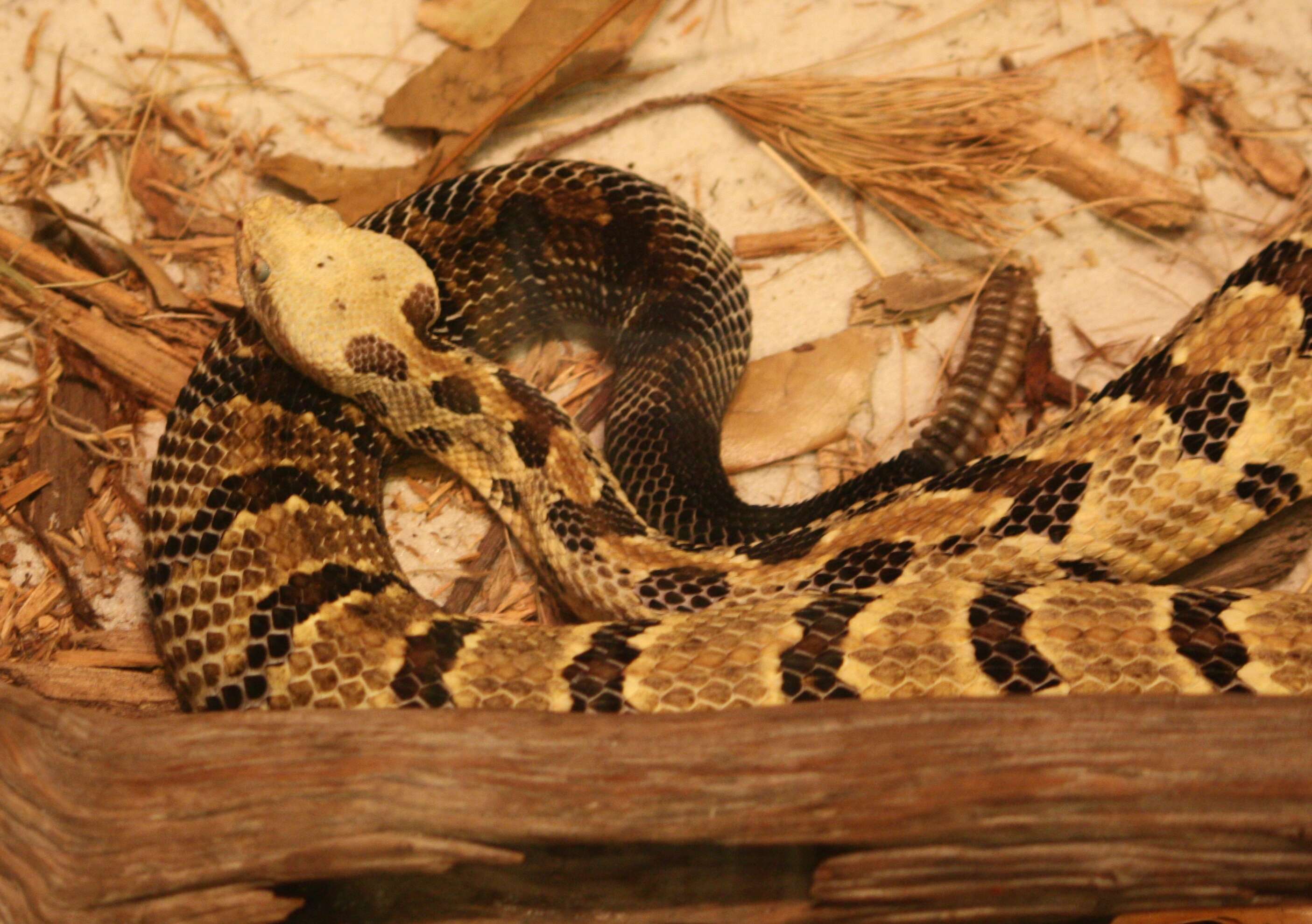 Image of Timber Rattlesnake