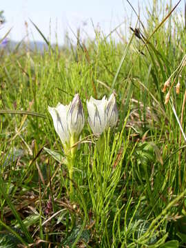 Image of arctic gentian