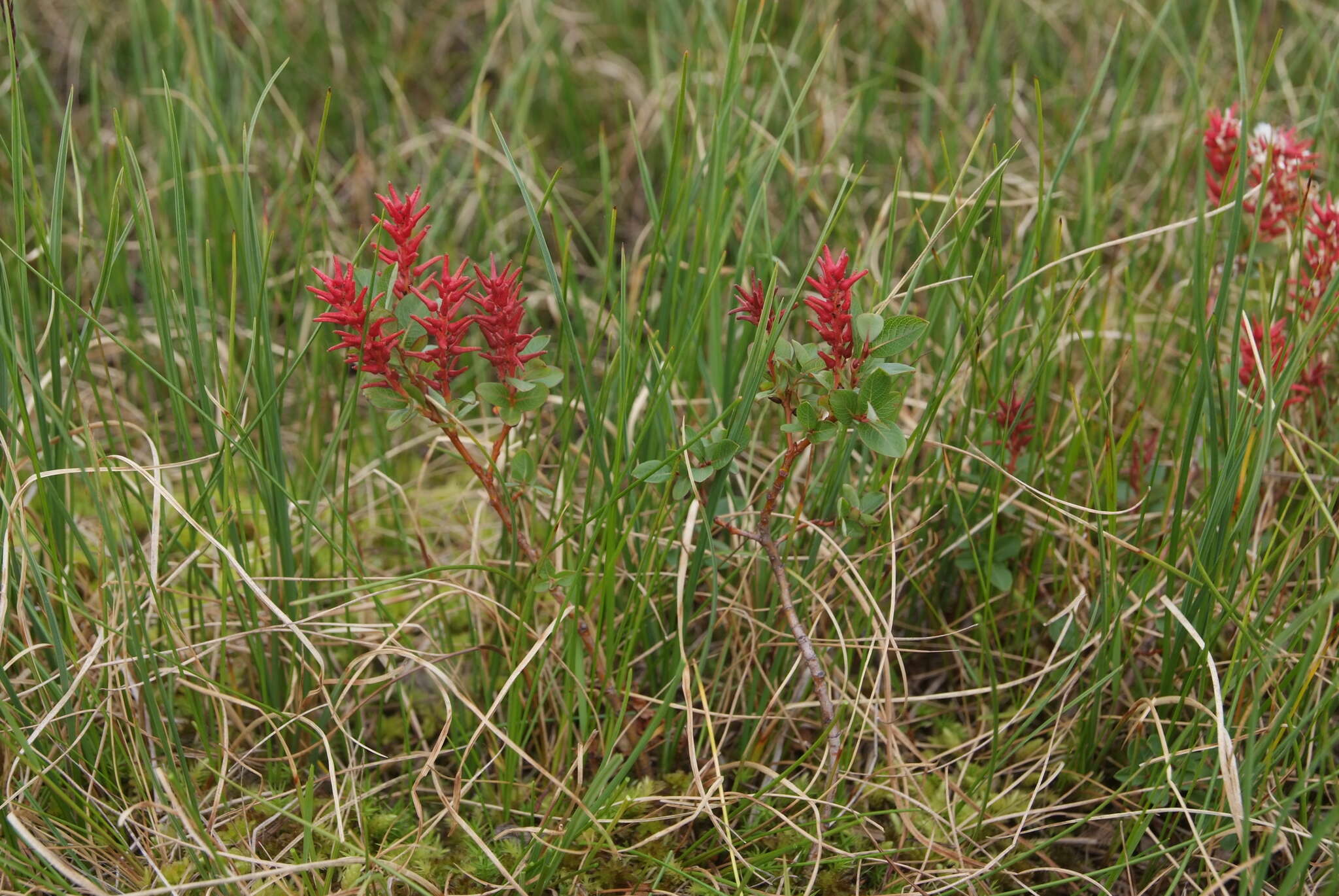 Image of Salix myrtilloides L.