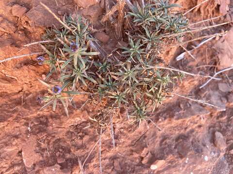 Image of Fendler's aster