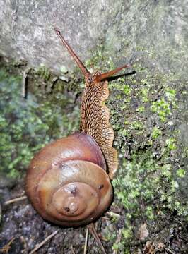 Plancia ëd Euhadra granulifera