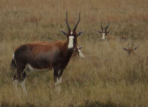 Image of Blesbok