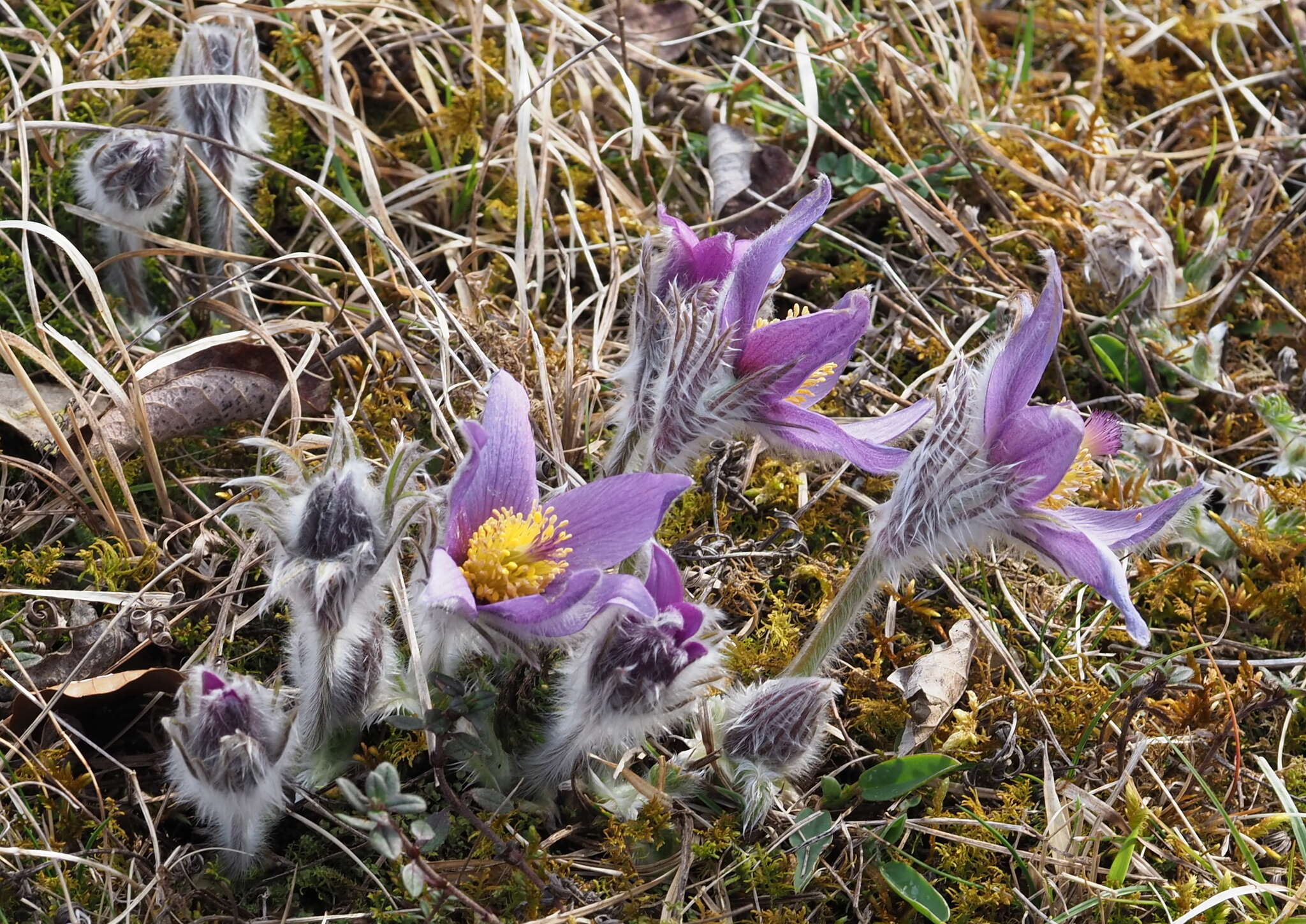 Imagem de Pulsatilla vulgaris Miller