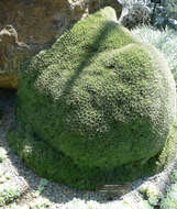 Image of Deuterocohnia brevifolia (Griseb.) M. A. Spencer & L. B. Sm.