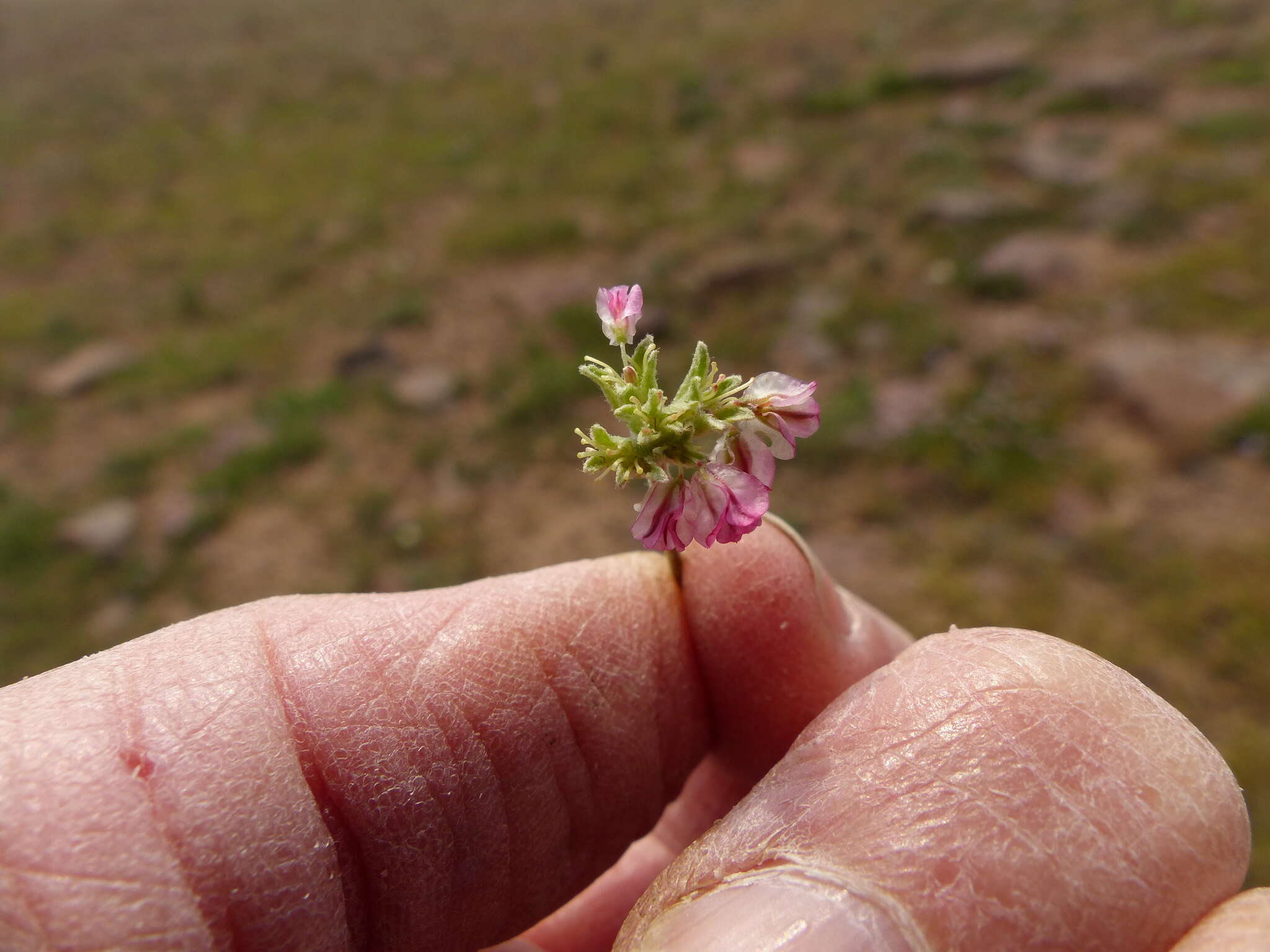 Image of Steens Mountain cushion buckwheat