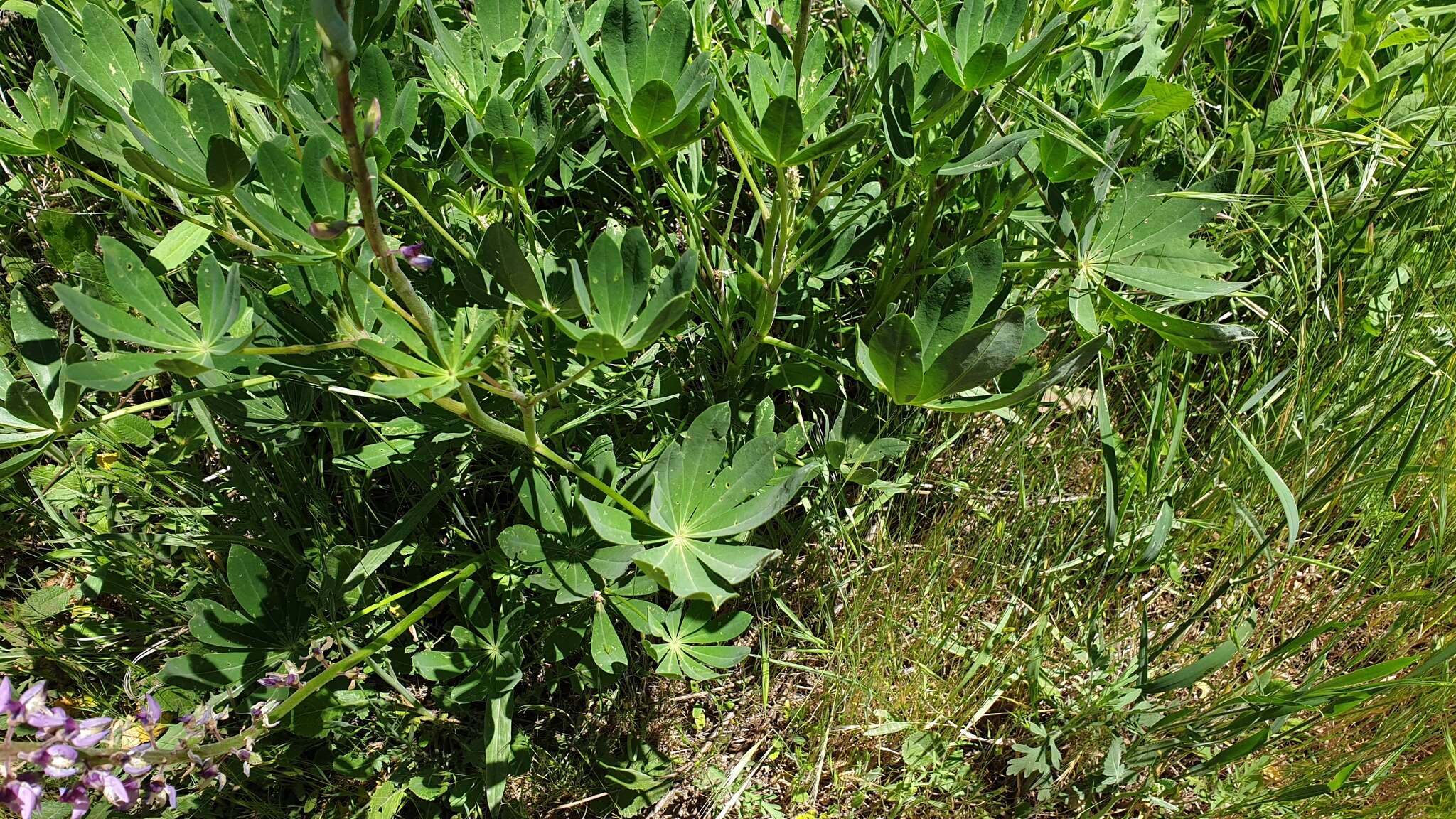 Image of broadleaf lupine