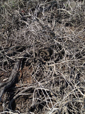 Image of Crotalus oreganus oreganus Holbrook 1840