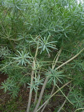 Image of Euphorbia lamarckii Sweet