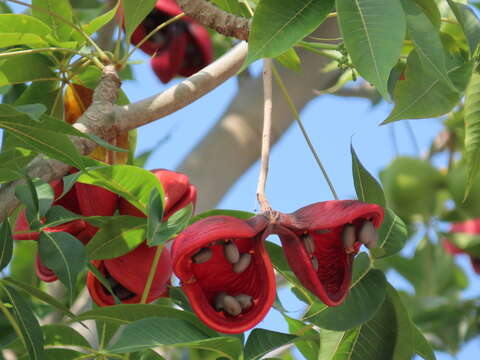 Image of hazel sterculia