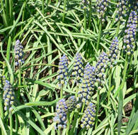 Image of Armenian grape hyacinth