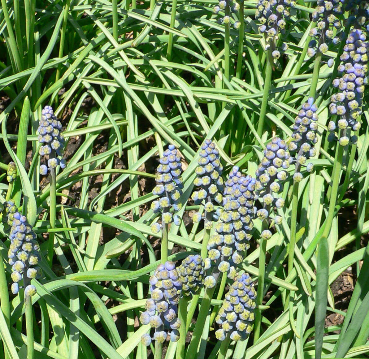 Image of Armenian grape hyacinth