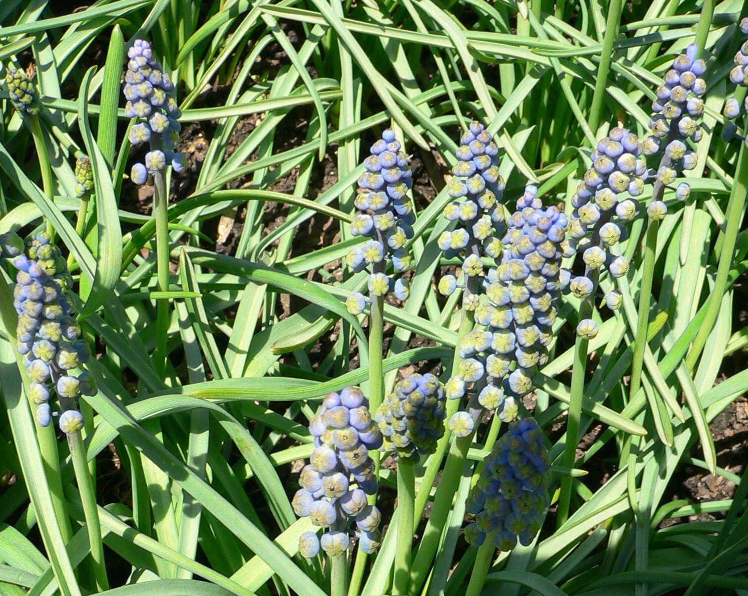 Image of Armenian grape hyacinth