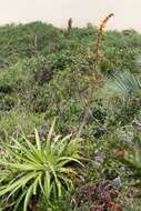 Image of Dyckia encholirioides (Gaudich.) Mez