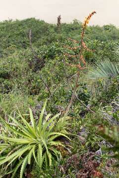 Image of Dyckia encholirioides (Gaudich.) Mez