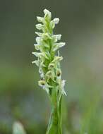 Image of Northern green orchid