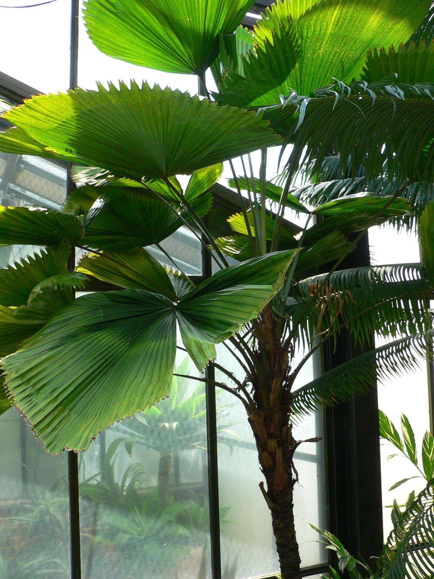 Image of Grosse Licuala Palm