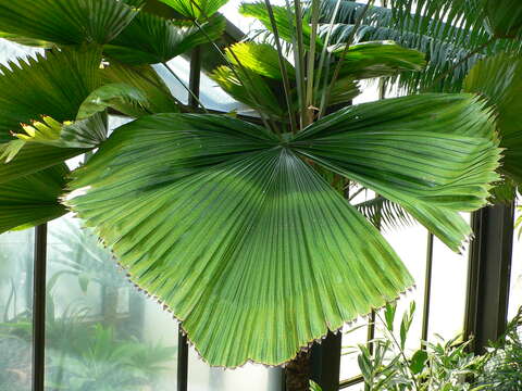 Image of Grosse Licuala Palm