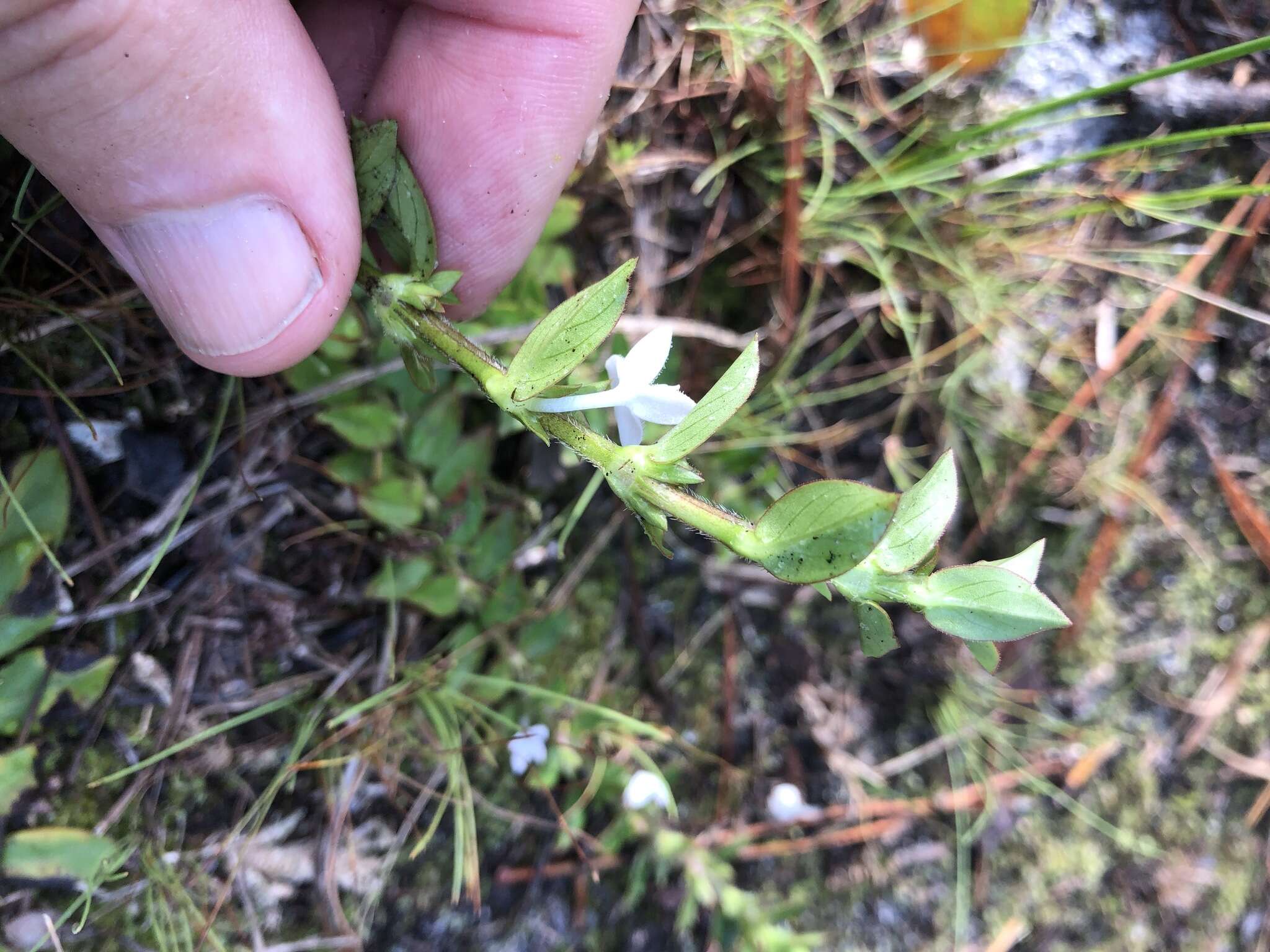 Image of buttonweed