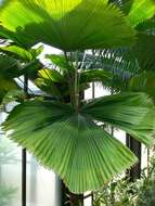 Image of Grosse Licuala Palm