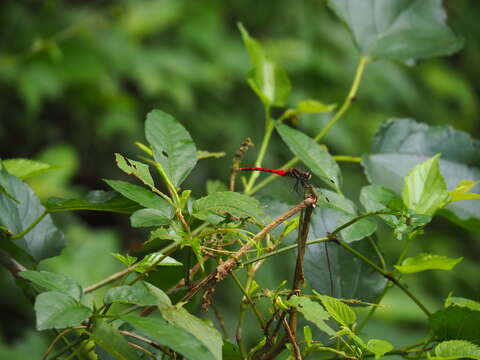 Image of Sympetrum nantouensis Tang, Yeh & Chen 2013