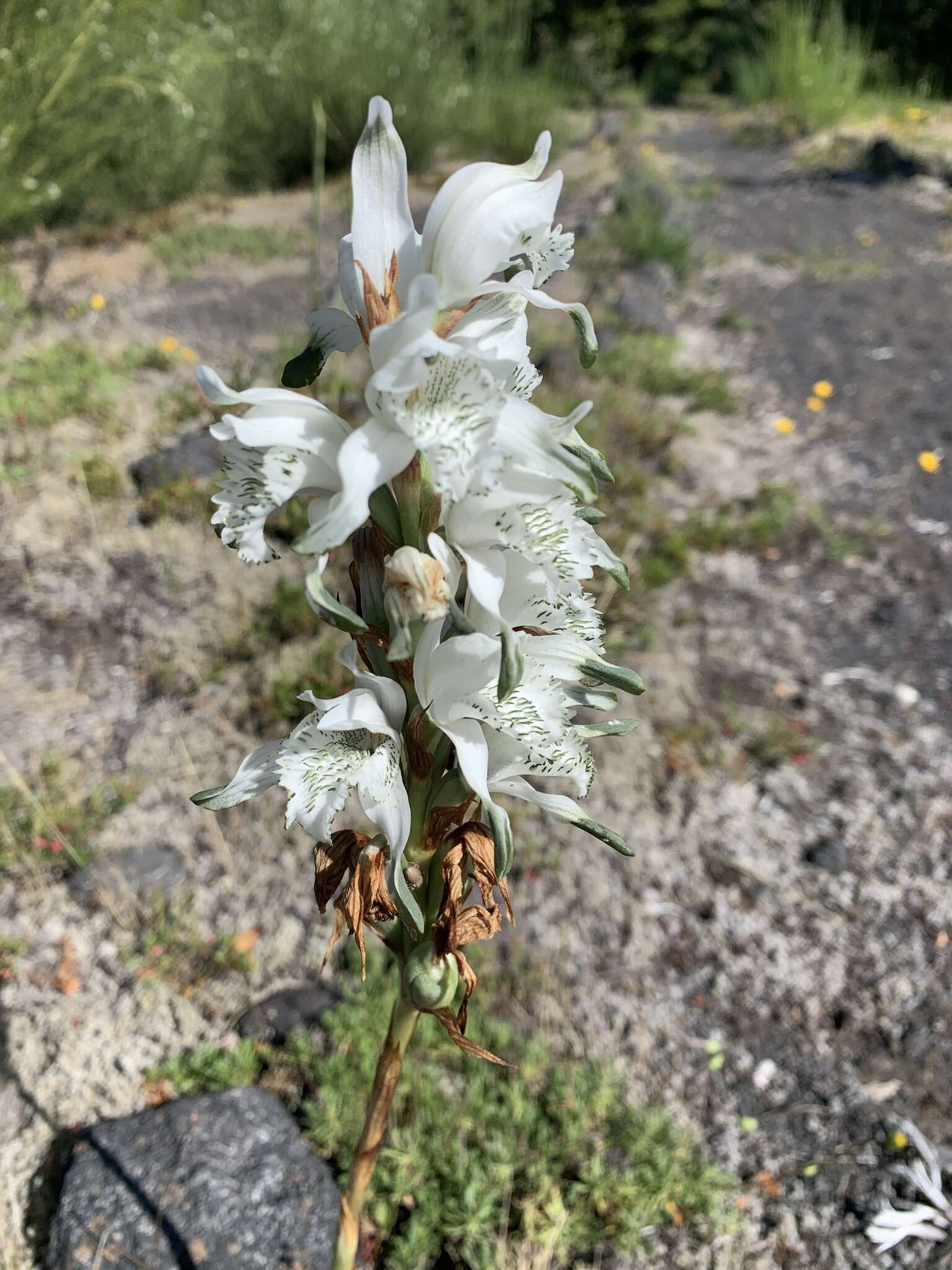 Chloraea piquichen (Lam.) Lindl.的圖片