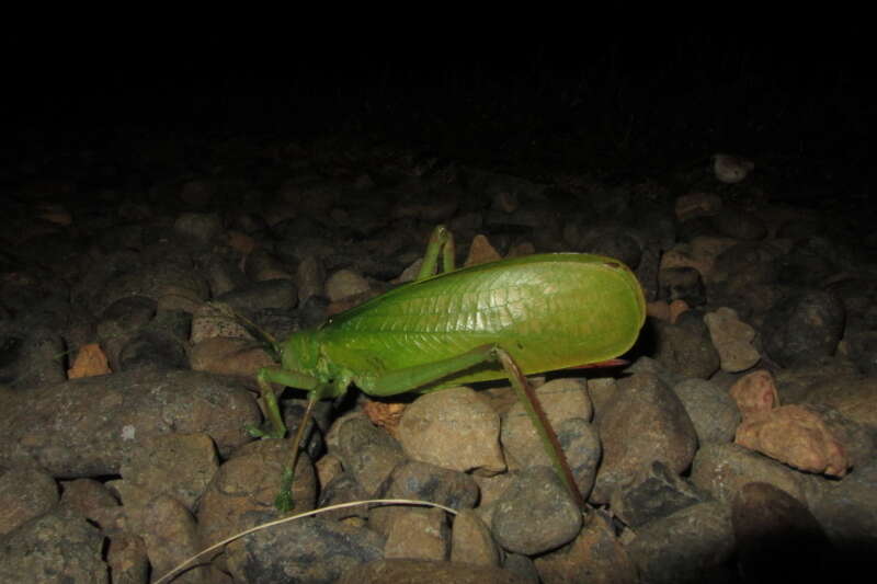 Image de Pseudophyllanax imperialis Montrouzier 1862