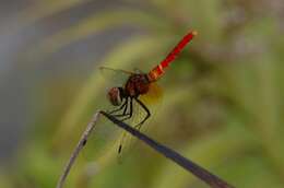 Image de Nannophya pygmaea Rambur 1842