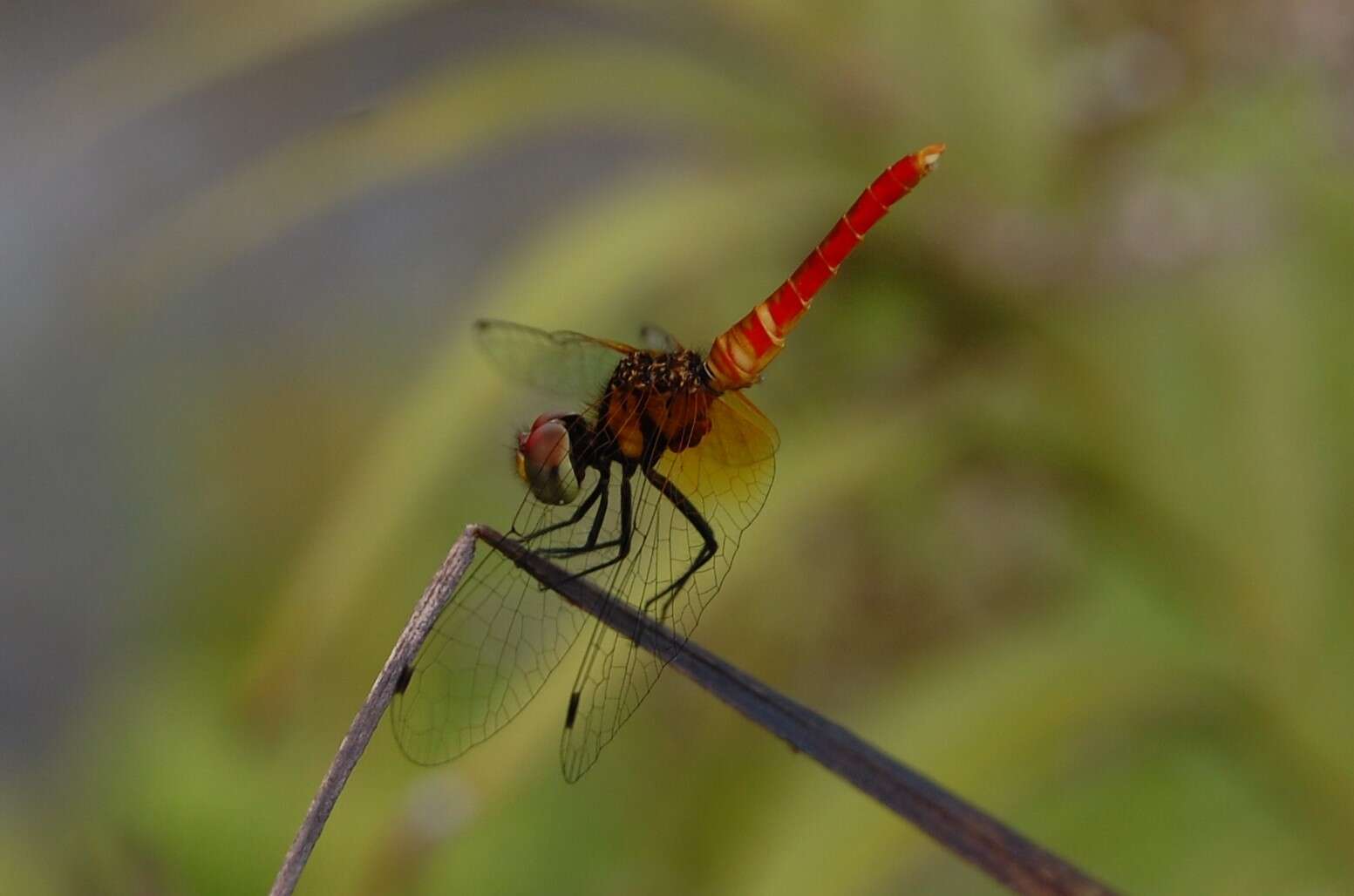 Image de Nannophya pygmaea Rambur 1842