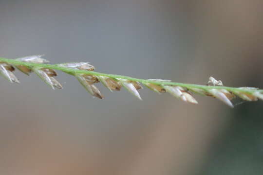 Слика од Leptochloa panicea (Retz.) Ohwi