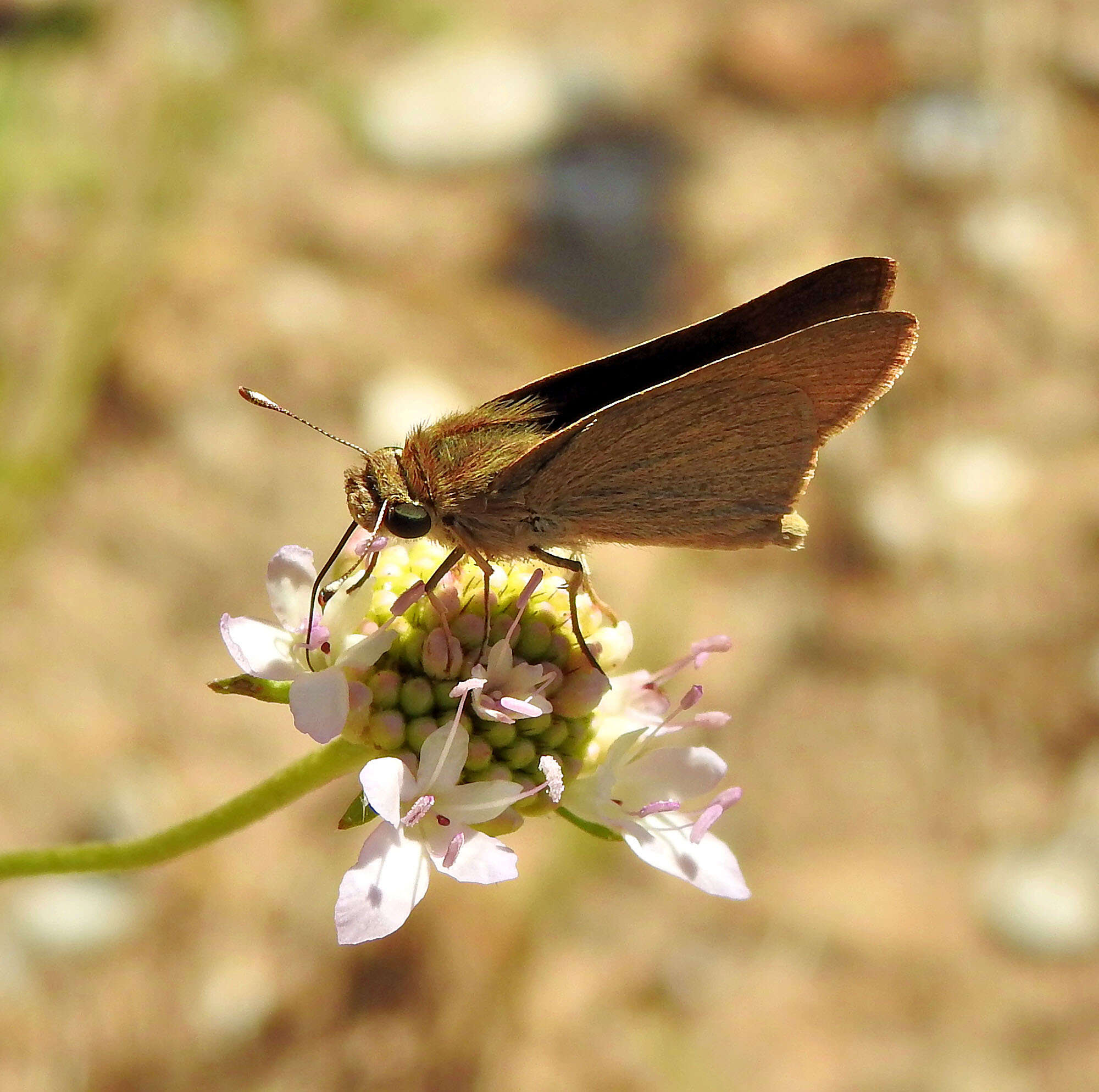 Image of Mediterranean Skipper