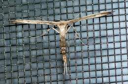 Image of Eupatorium Plume Moth