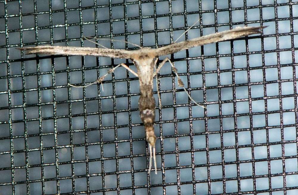 Image of Eupatorium Plume Moth