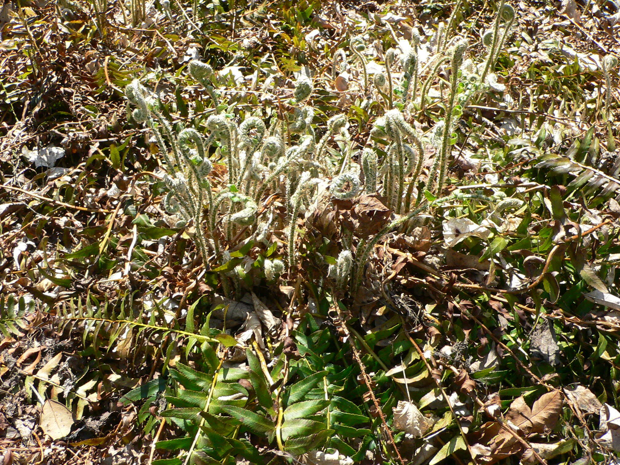 Plancia ëd Polystichum acrostichoides (Michx.) Schott