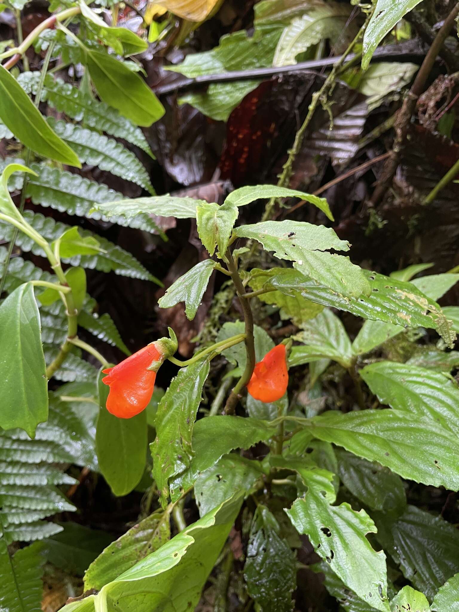 Image of Gasteranthus pansamalanus (Donn. Sm.) Wiehler