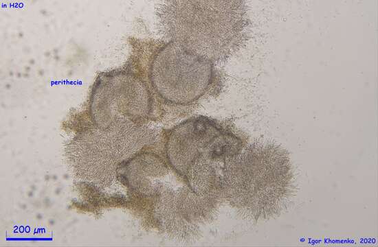 Image of Hypomyces leotiicola Rogerson & Samuels 1985