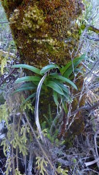 Image de Angraecum striatum Thouars